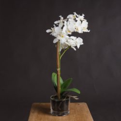 Faux White Orchid Plant in a Clear Pot