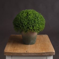 Potted Faux Hebe Sphere - Available in a Choice of Sizes