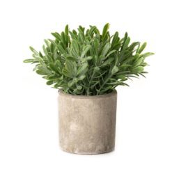 Faux Buxus Plant in Stone Effect Pot